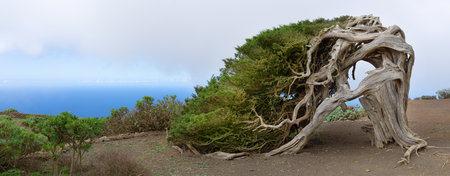 El Hierro, Canary Islands - the famous Sabina juniper tree, symbol of nature and landmark of the islandの写真素材