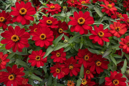 Red blooming elegant zinnias (Zinnia elegans) of the variety Profusion Cherry (Zinnia x hybrida)