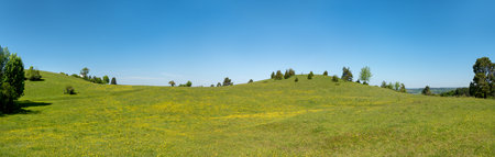 Rural meadows with yellow flowers on a hill with single bushes and trees - panorama in springtimeの写真素材