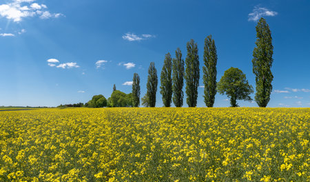 Sunny, blooming rapeseed field in front of a row of trees with tall poplars and blue skyの写真素材