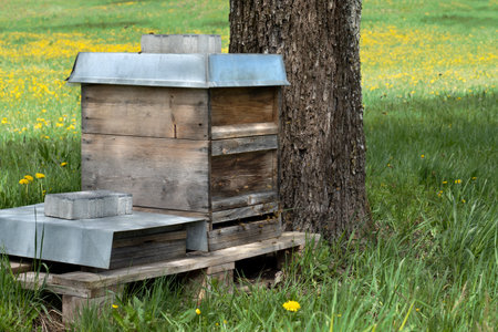 Wooden beehive with metal roof at a tree trunk in a meadow in springtime