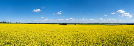 Yellow rapeseed plants bloom in a large, gently sloping rural field in sunny springの写真素材