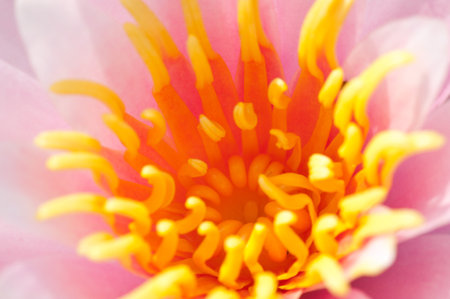 Closeup of blooming pink water lilly with yellow stigmaの写真素材