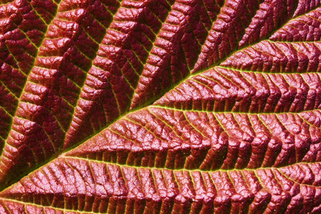 Raspberry Leaf in AutumnColour