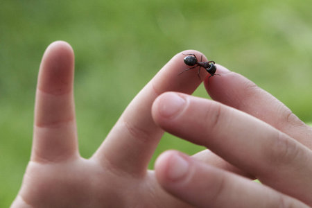 Closeup of Ant Crawling on Toddlers Handの写真素材