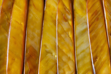 Pieces of Polished Sea Shells  Closeup of a bracelet made with golden colour sea shells cut into lengths, polished and laid side by side の写真素材