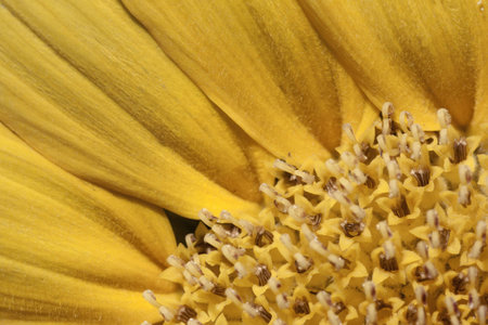 Closei\up of Yellow Flower Showing the Centre and Petals  A detailed and Textured Image.の写真素材