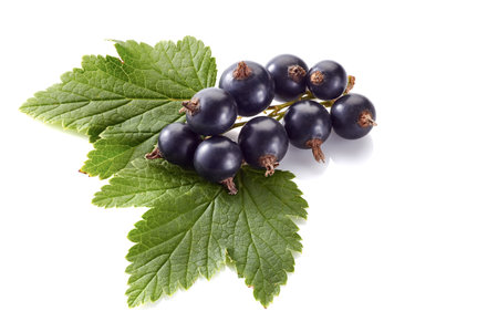 Fresh black currant berries with leaves isolated on white background.の写真素材