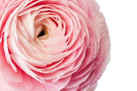 Fresh ranunculus flower with water drops on white