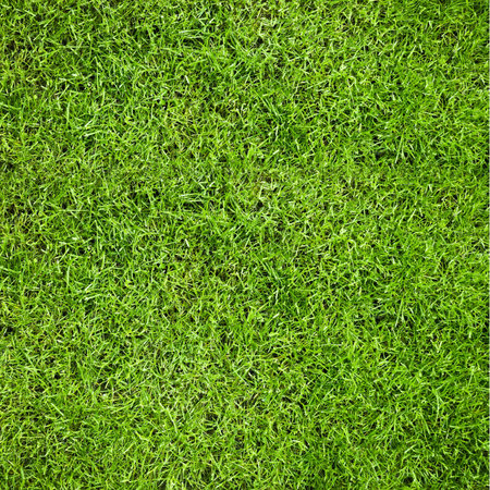Green grass natural background. Top view.の写真素材