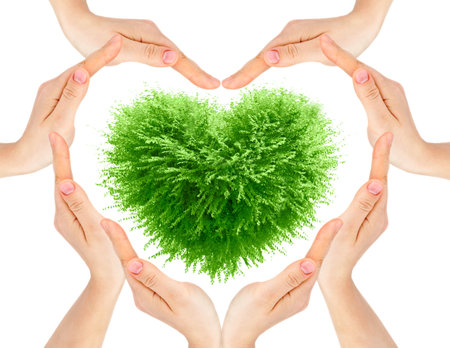 Valentine tree, love concept, heart shape leaves and hands over white backgroundの写真素材