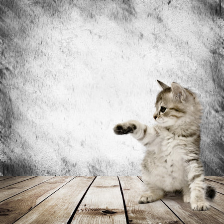 Small gray kitten on wood floor over white backgroundの写真素材