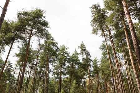 Beautiful pine forest  Bottom view background