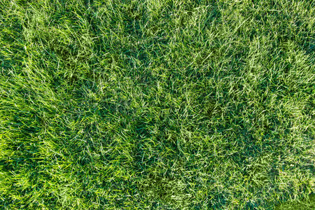 Green grass natural background. Top viewの写真素材