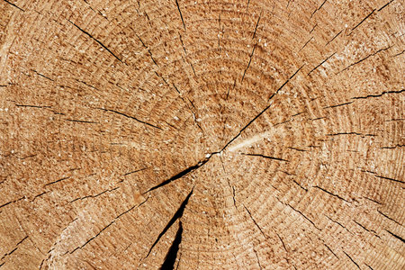 Brown cross section of split tree trunk backgroundの写真素材