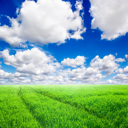 Green field under blue sky with white cloudsの写真素材