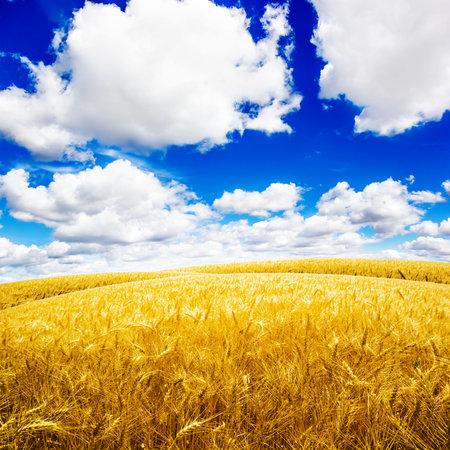 Yellow wheat field under nice blue cloud skyの写真素材