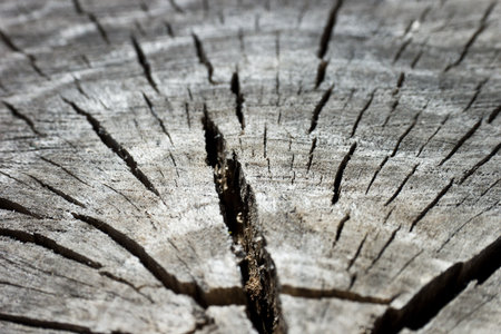 Cross section of split tree trunk close
