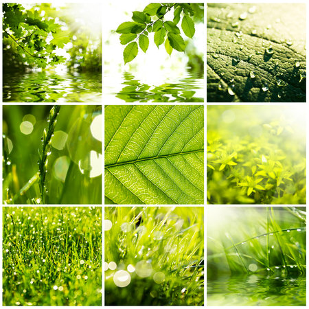 Collage of green grass and leaves. Spring 
