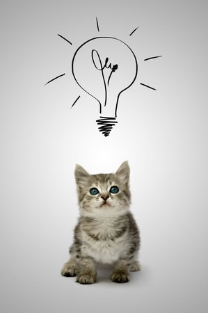 Small gray kitten looking on light bulb on gray backgroundの写真素材