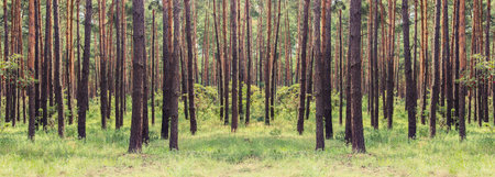 Pine forest. Beauty nature backgroundの写真素材