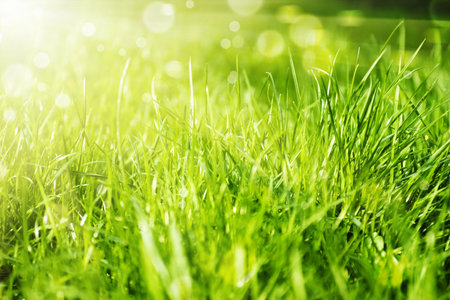 Fresh green grass natural background with sunの写真素材