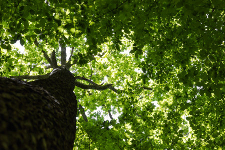 Green forest. Tree with green Leaves and sun light. Bottom view の写真素材