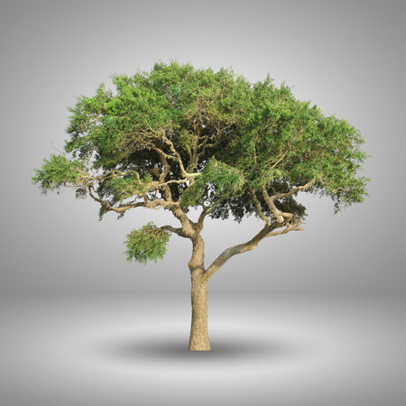 Green tree isolated on grey backgroundの写真素材