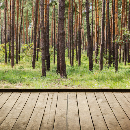 Beautiful summer pine forest and wood planks floor backgroundの写真素材