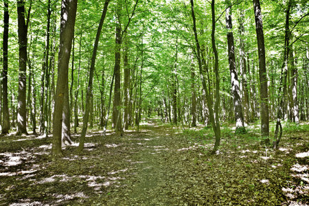 a path is in the green forestの写真素材
