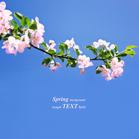Spring white blossom against blue skyの写真素材