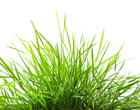 green grass isolated on white backgroundの写真素材