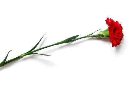 red carnation flower close-up over white backgroundの写真素材