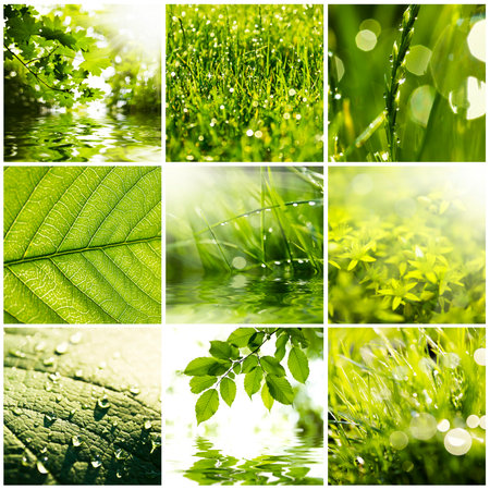 Collage of green grass and leaves  Spring backgroundsの写真素材