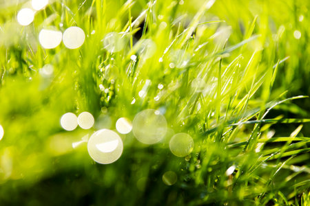 green grass and blur sunlight backgroundの写真素材
