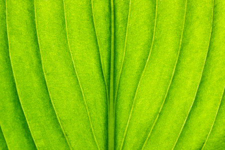 Green leaf close-up background. Macroの写真素材