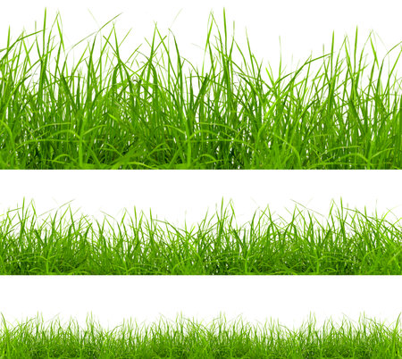 green grass isolated on white backgroundの写真素材