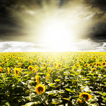 Field of sunflowers under cloudy skyの写真素材