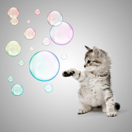 Kitten playing with soap bubbles over grey backgroundの写真素材