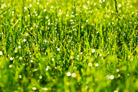 Green grass with water drops, close-up. Natural backgroundの写真素材