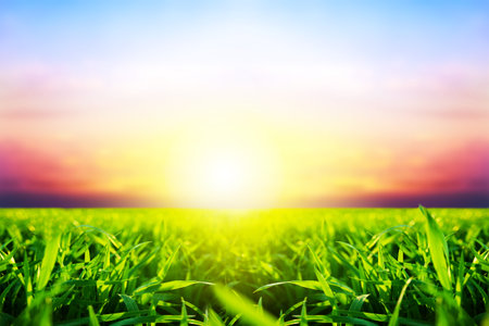 Green grass over sunset sky backgroundの写真素材