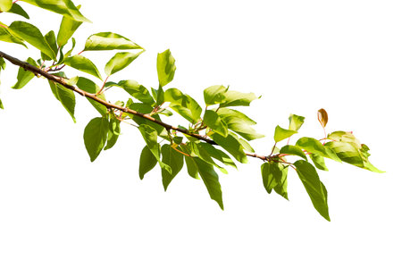 Branch with green leaves over white backgroundの写真素材