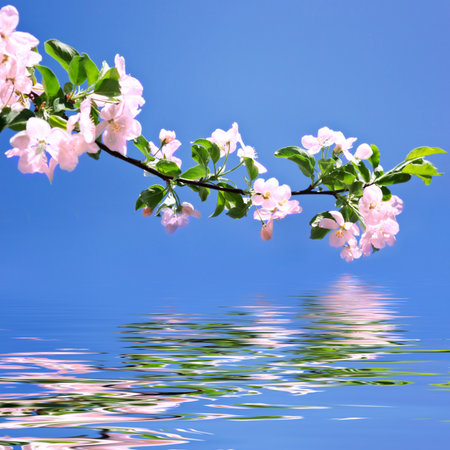 Spring white blossom against blue skyの写真素材