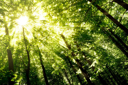 Green forest. Tree with green Leaves and sun light. Bottom view backgroundの写真素材