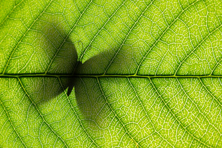 Green leaf with butterfly silhouette on it close-up background. Macroの写真素材