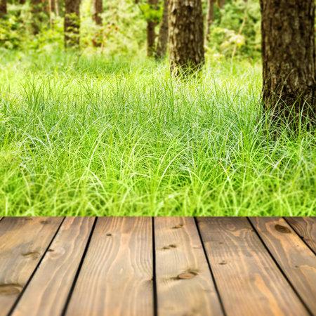 Beautiful forest and wooden planks. Beauty nature backgroundの写真素材