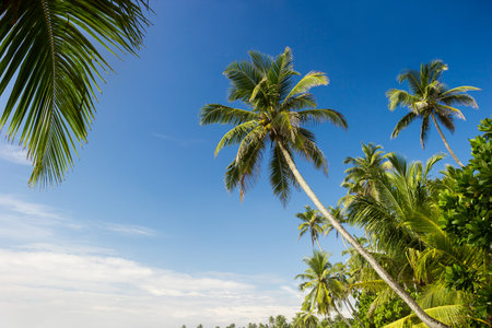 Palm tree over blue sky, bottom viewの写真素材