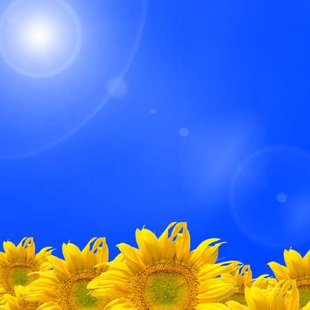 Abstract background with sunflowers isolated on blueの写真素材