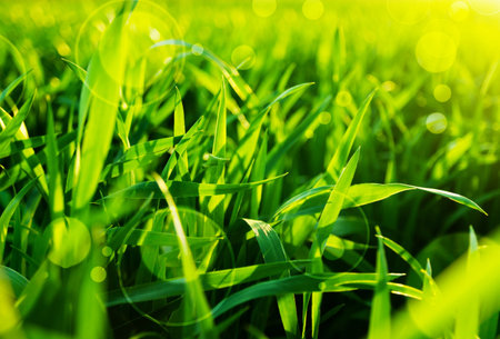Green grass bokeh backgroundの写真素材