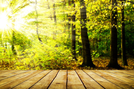 Beautiful sunlight in the autumn forest and wood planks floorの写真素材